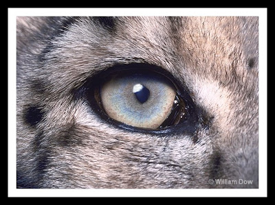Snow Leopard eye