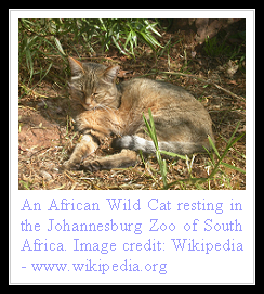 African Wild Cat