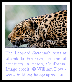 Leopard