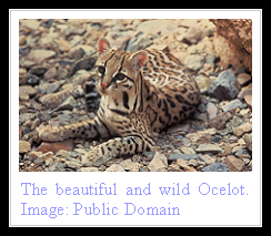 Ocelot