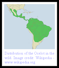 Ocelot Distribution