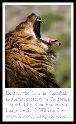 Lion