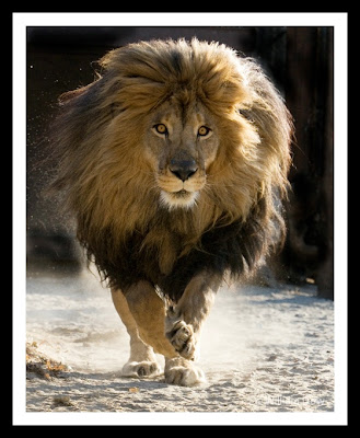 male lion