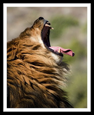 male lion