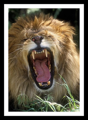 male lion