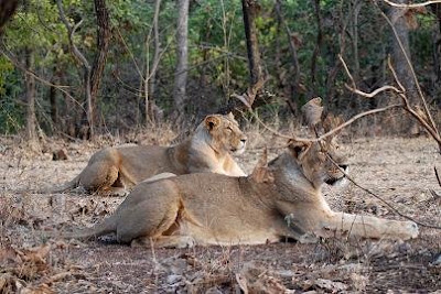 Asiatic Lion