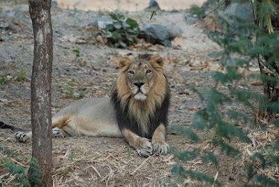 Asiatic Lion