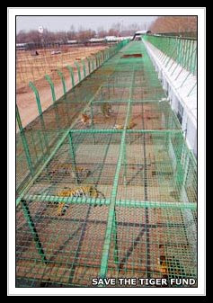Tiger Farming