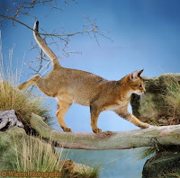 Abyssinian