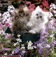 Persians