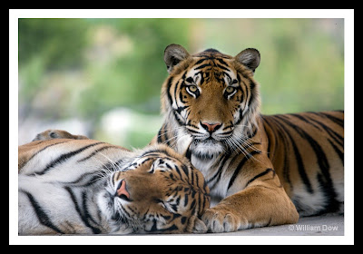 Bengal Tigers