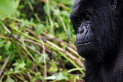 Beringei the gorilla of Susa group in Rwanda