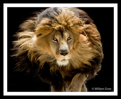 african lion wallpaper. African+lion+roaring