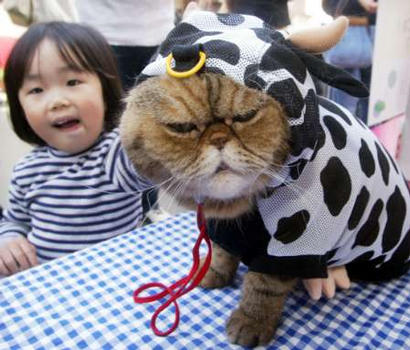 [cat-in-cow-costume.jpg]