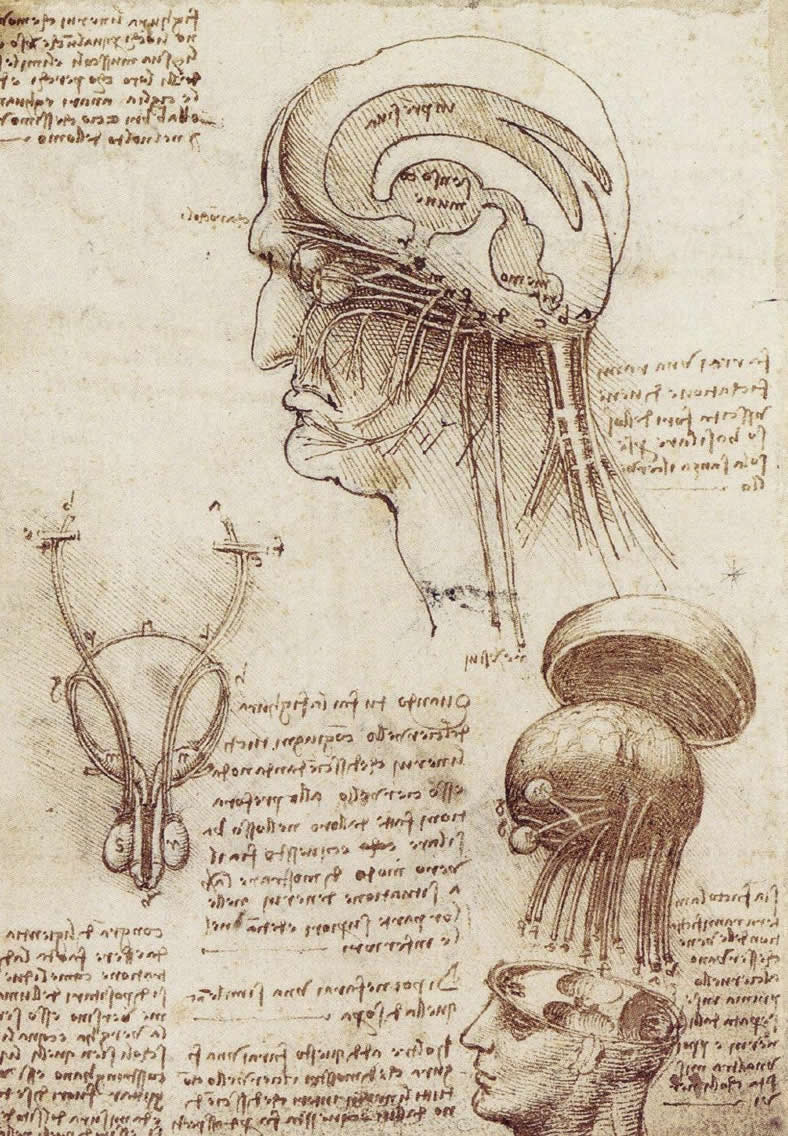 wallpaper leonardoda vincis drawings