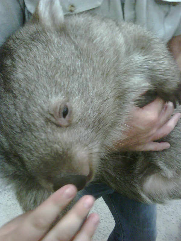 [wombat.jpg]