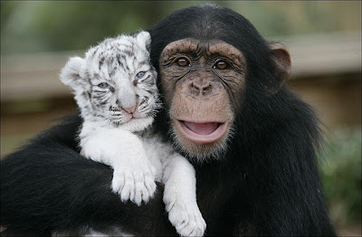 ما يمكن للانسان ان يتعلم من الحيوانات Chimp+1
