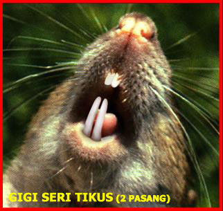 GIGI SERI TIKUS