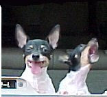Funny dogs