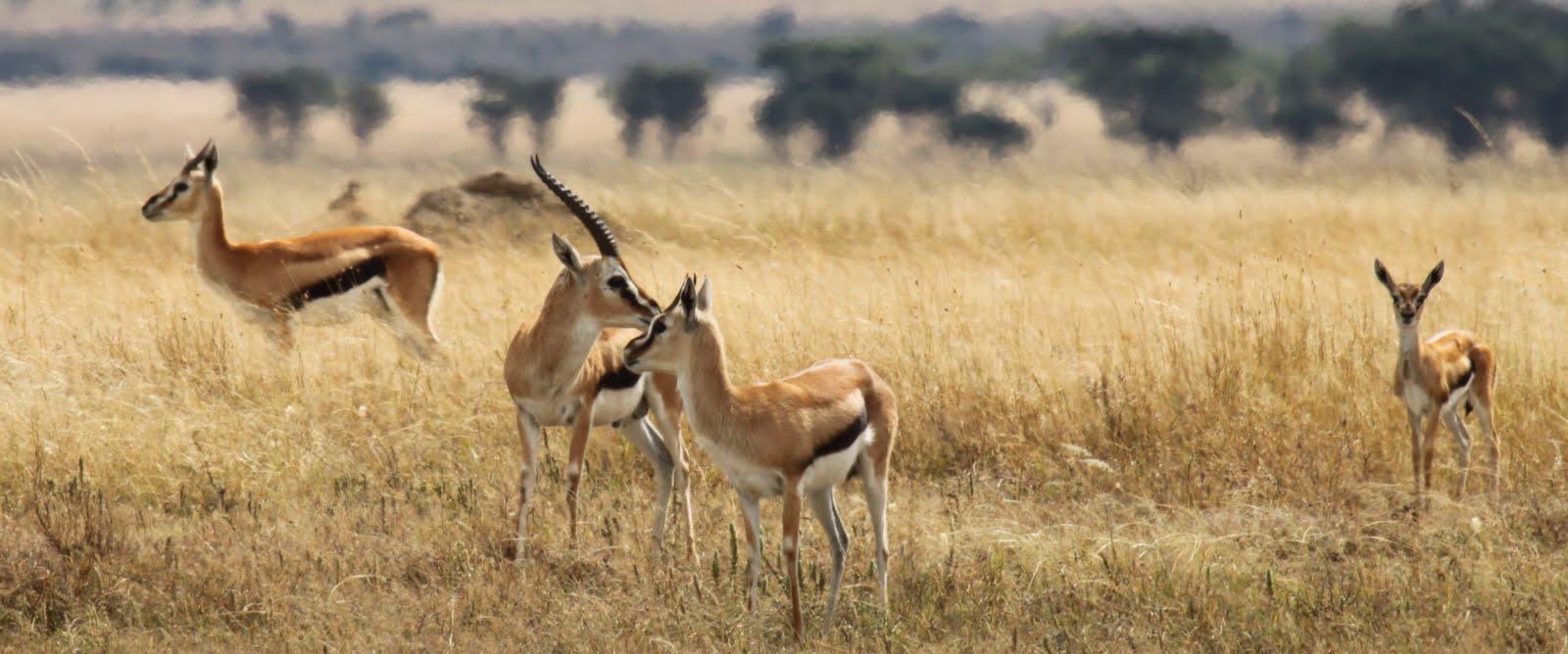 rencontre internet halal haram