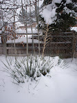 Yuccas in the snow