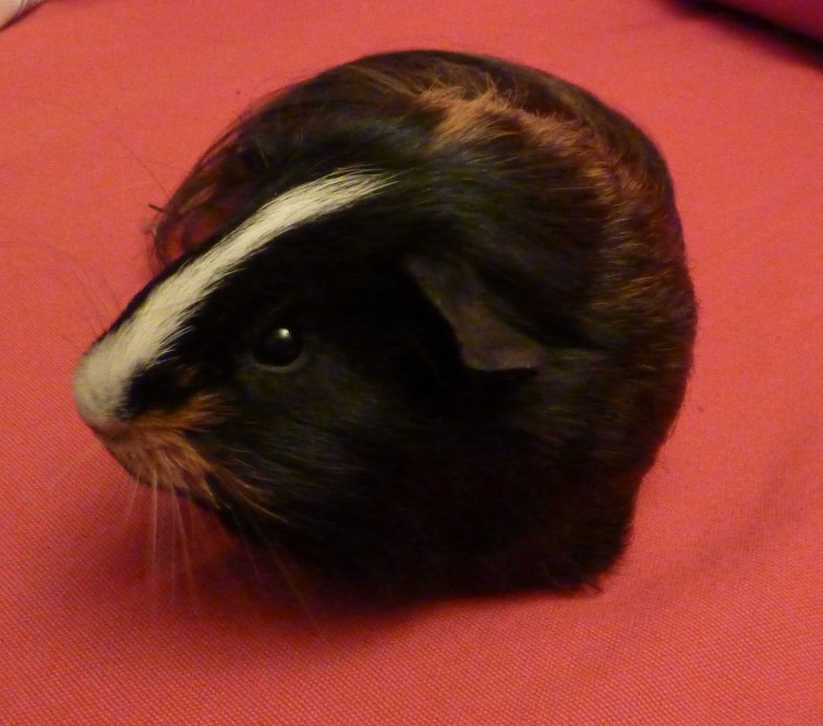 Trekky Gets Crafty Guinea Pig Christmas Tree Decoration Tutorial