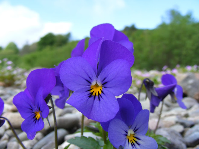 Beautiful Blue