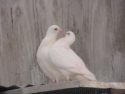 Valentine's Day Love Birds