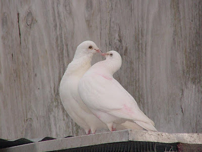 Bird Of Love