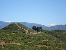 Kanyam Tea Garden