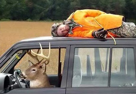 [deer.jpg]