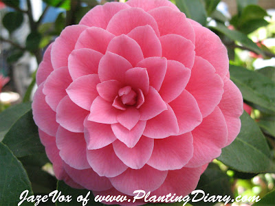 Flower Camellia Flower Camellia