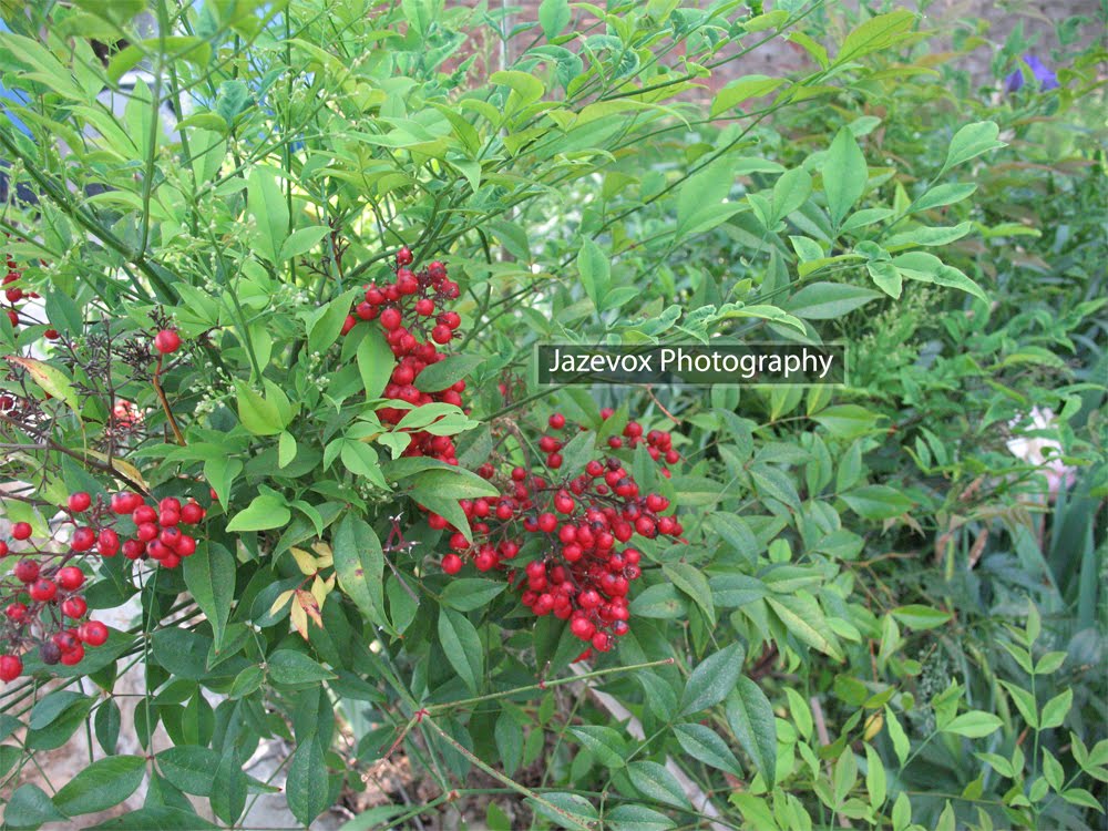 gardeners land heavenly bamboo nandina gardeners land heavenly bamboo nandina