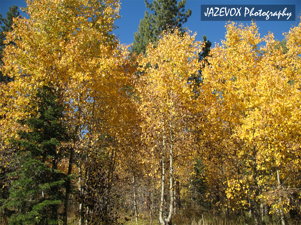 express in style high sierra northern california fall colors express in style high sierra northern california fall colors