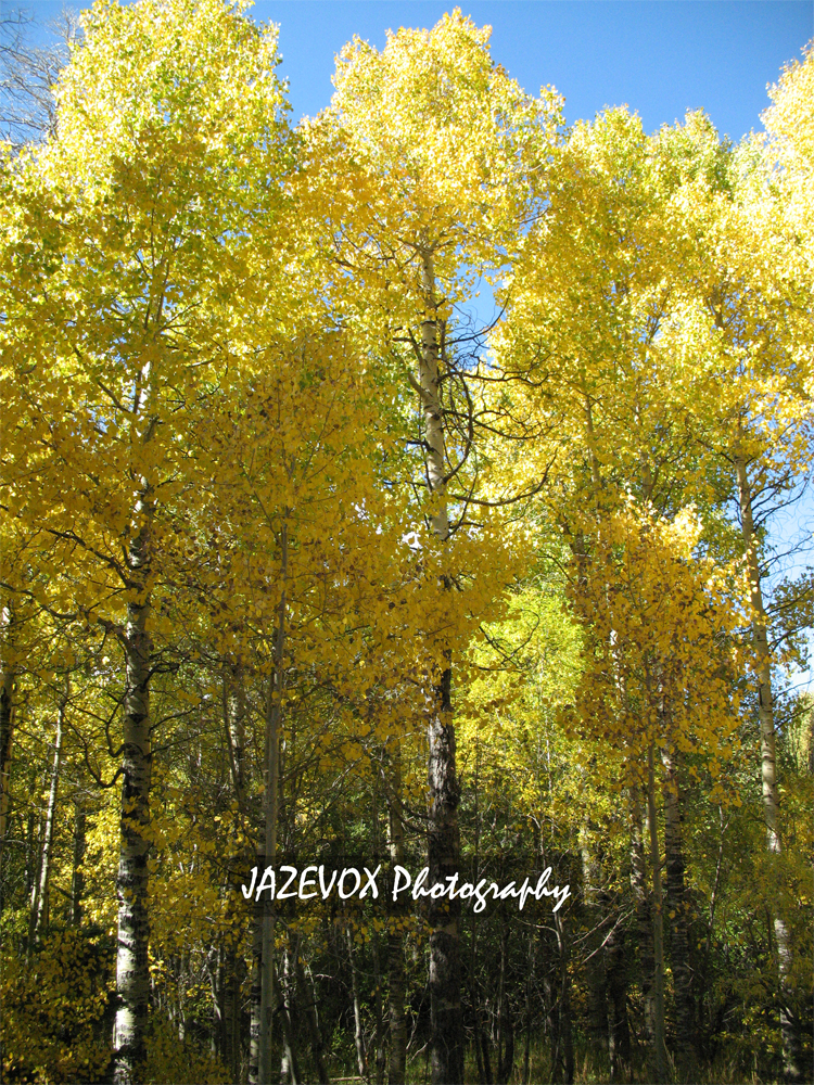 express in style high sierra northern california fall colors express in style high sierra northern california fall colors