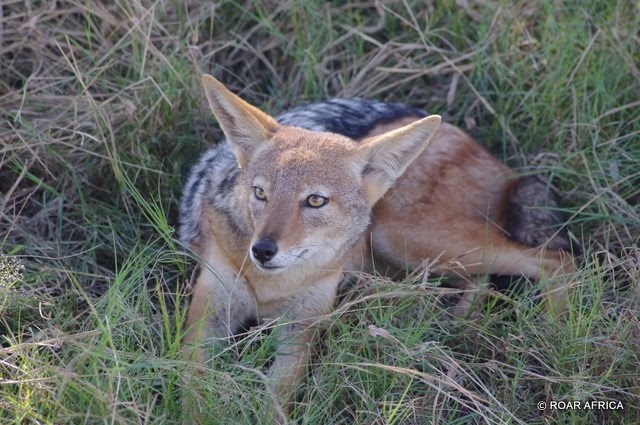 ROAR AFRICA Tails: The Wild Dog and Jackal Family!