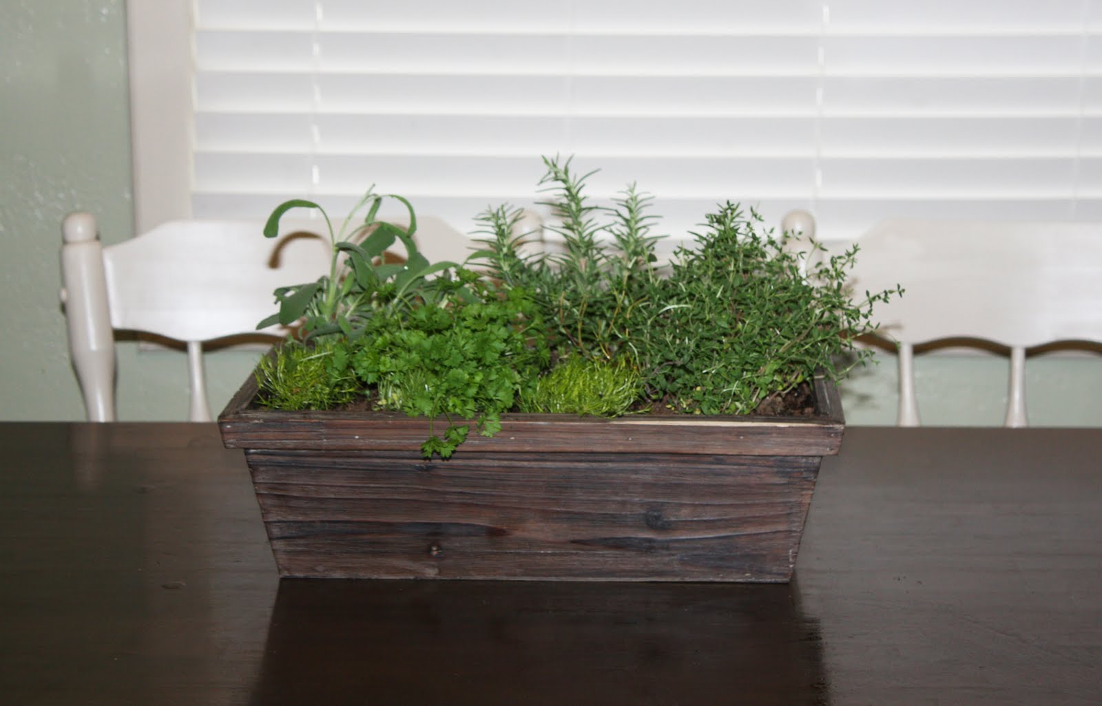 Indoor herb garden - Stacy Risenmay