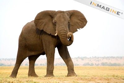[elefante.jpg]