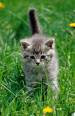 Cool Cat