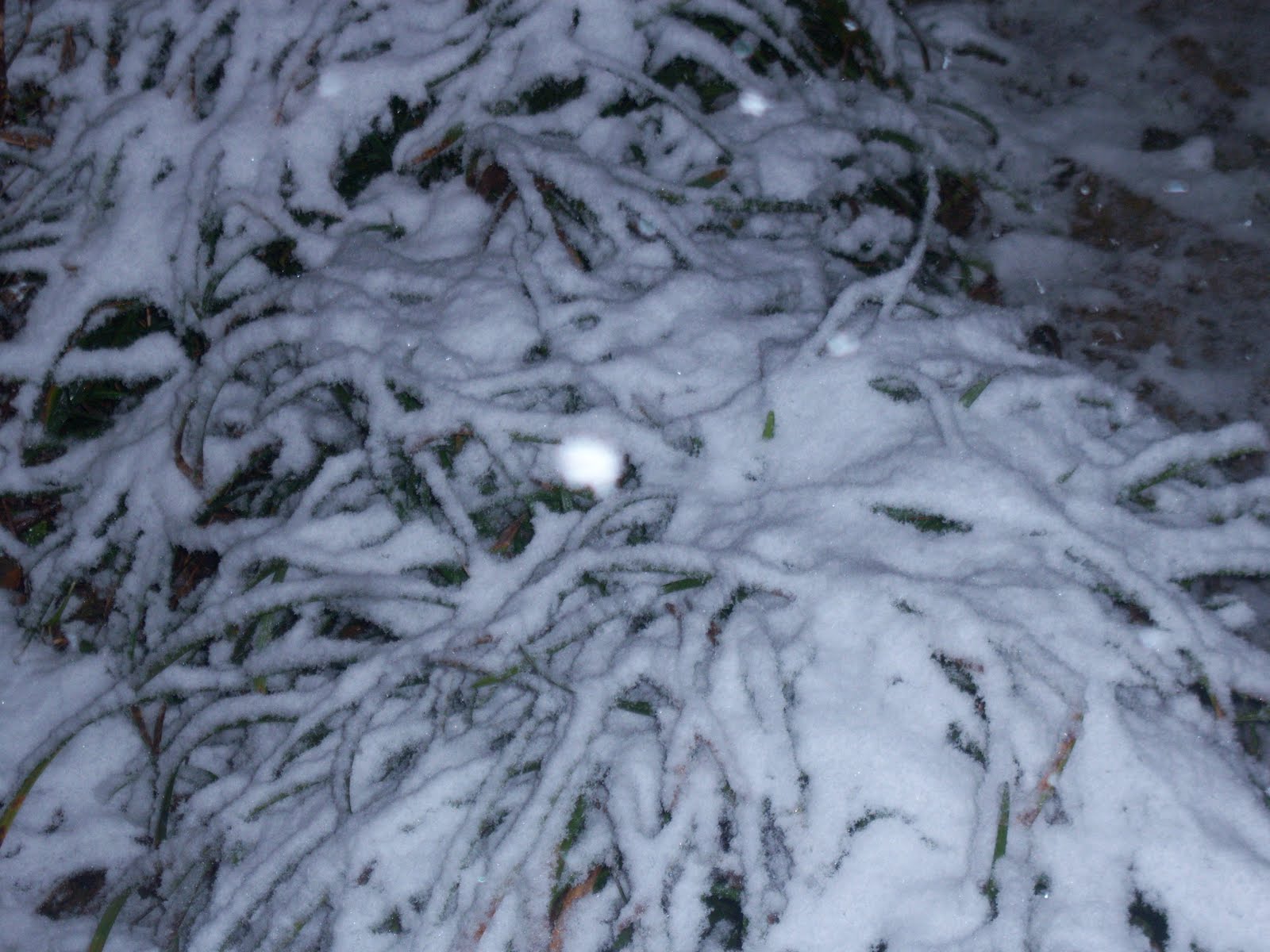 [Snow+and+etc...Feb..2010+029.JPG]