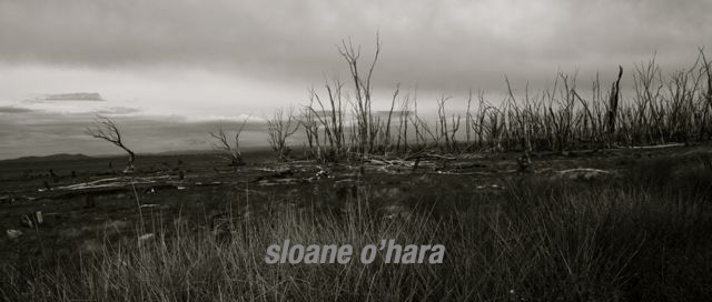 Sloane O'Hara