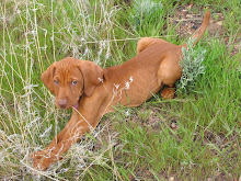 Little Red Devil