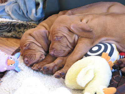 buy white golden retriever puppy