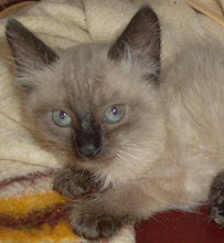 Alfa Romeo (Ragdoll) - Adoptado pelo Alexandre! (Julho 2009)