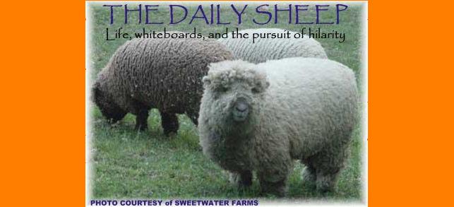The Daily Sheep