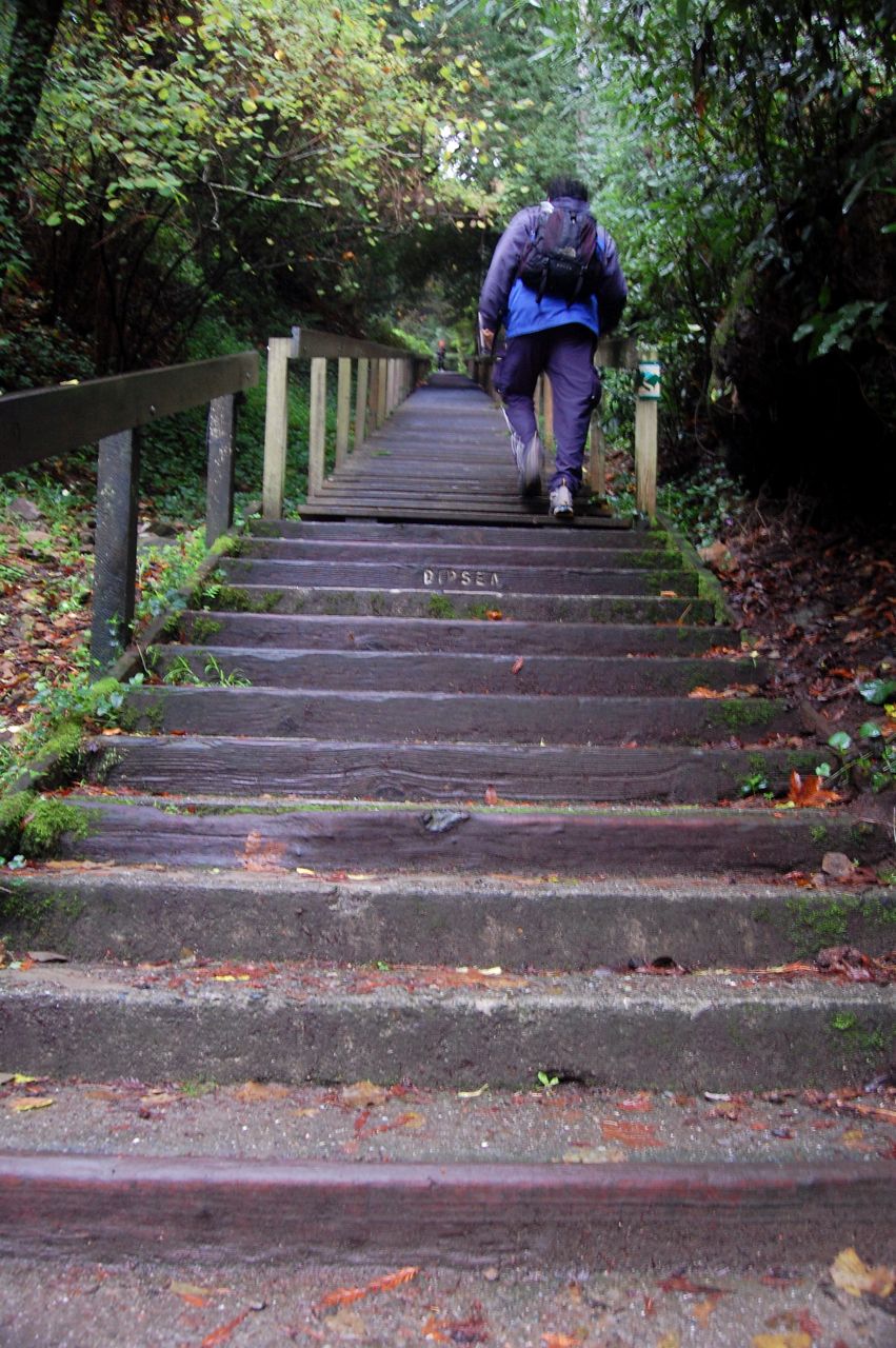 crazy little thing called blog Dipsea Trail Mill Valley to Stinson Beach