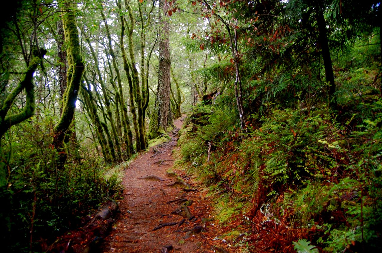 crazy little thing called blog Dipsea Trail Mill Valley to Stinson Beach