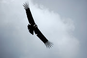 When a majestic condor soared directly above my head and my camera refused . (andeancondor )