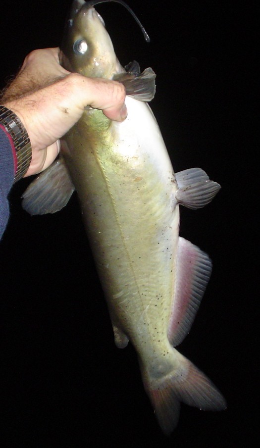 FishnDave Night FlyFishing 111309