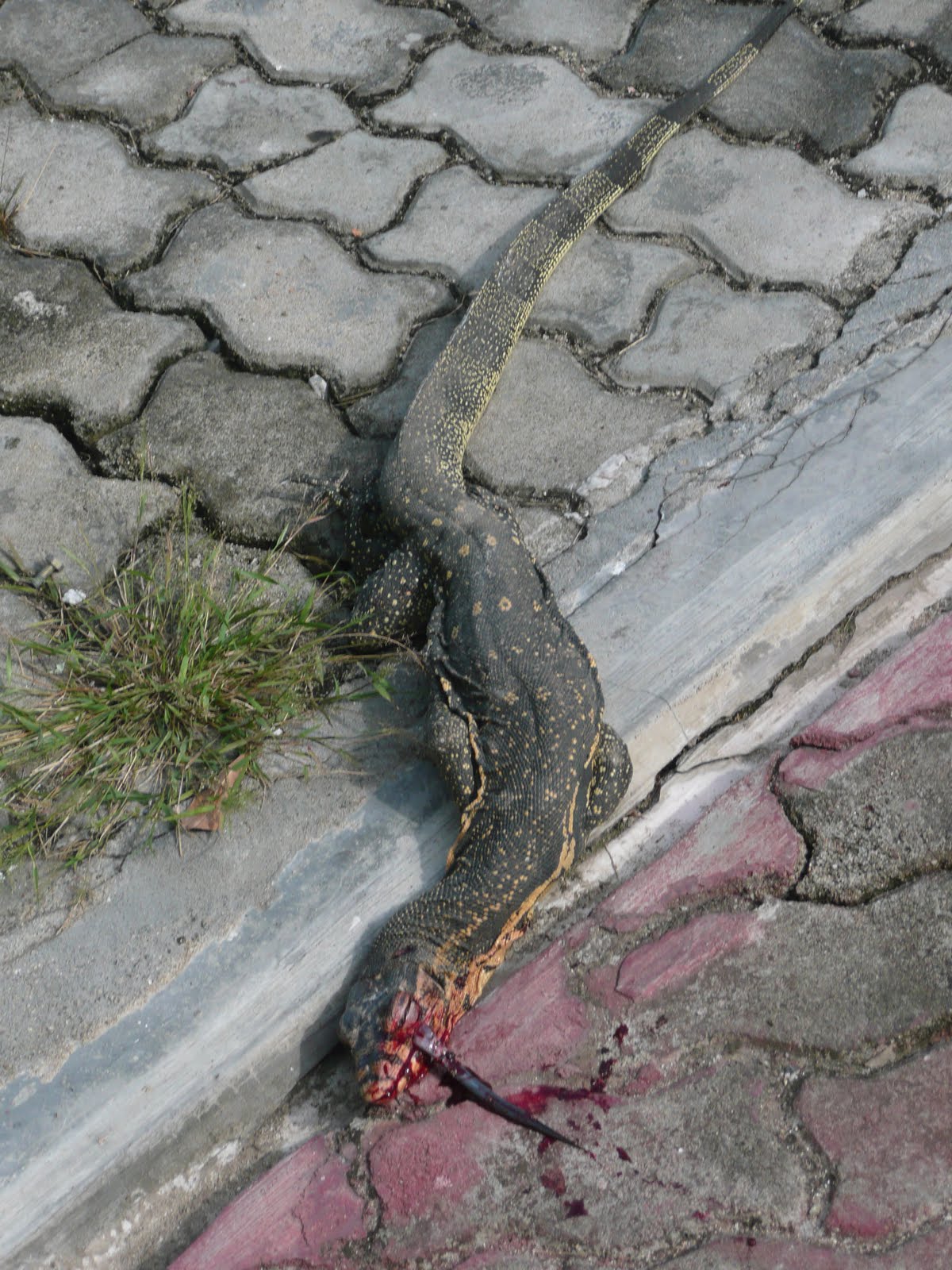 [lizard.JPG]